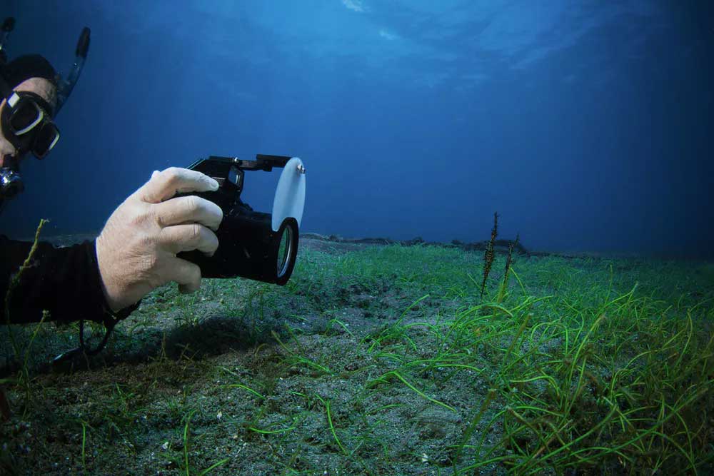 A researcher photographing a ghost pipefish. © Luke Gordon
