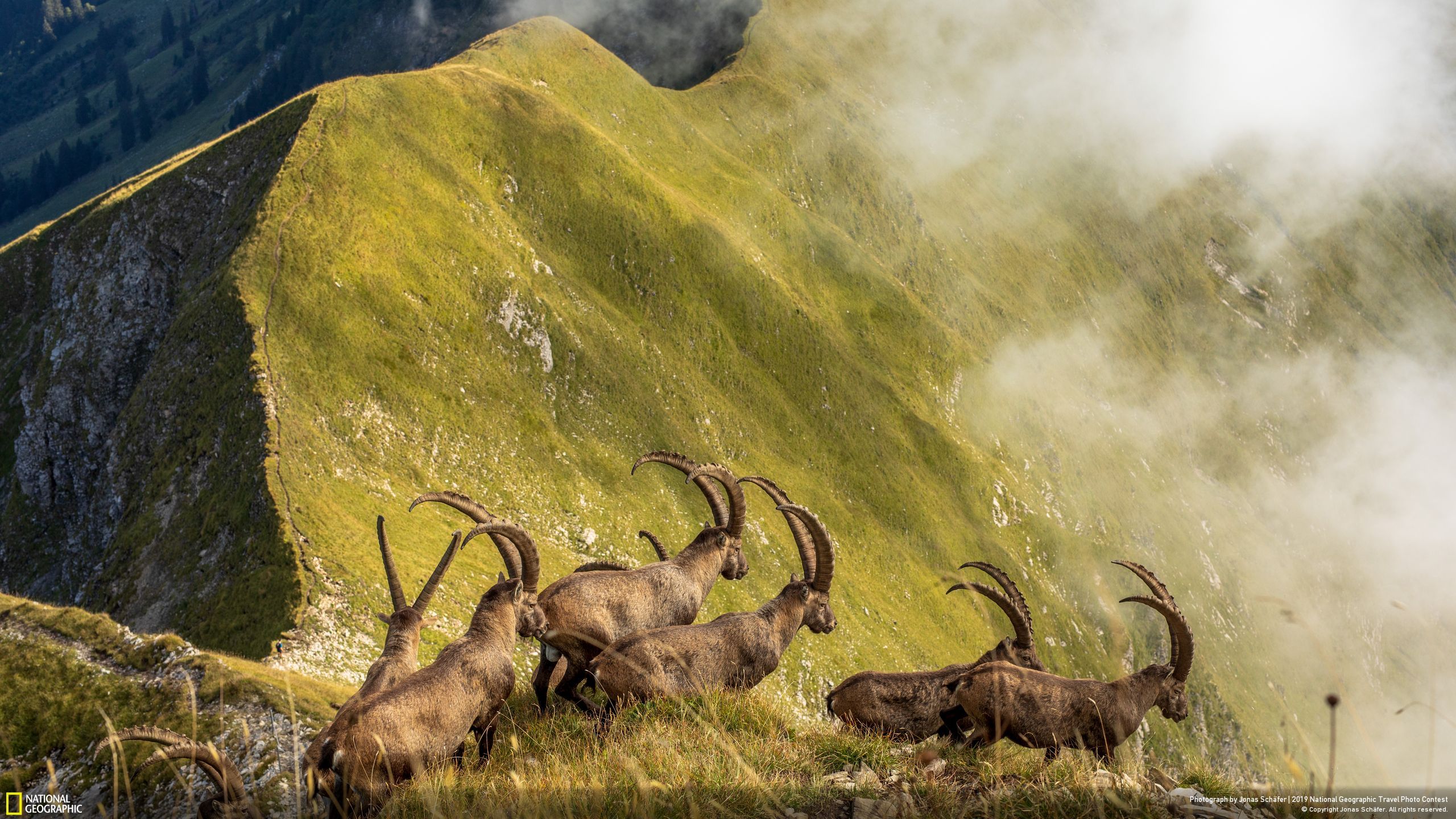 Honourable Mention, Nature, 'Kings of the Alps'. Photo: Jonas Schäfer.